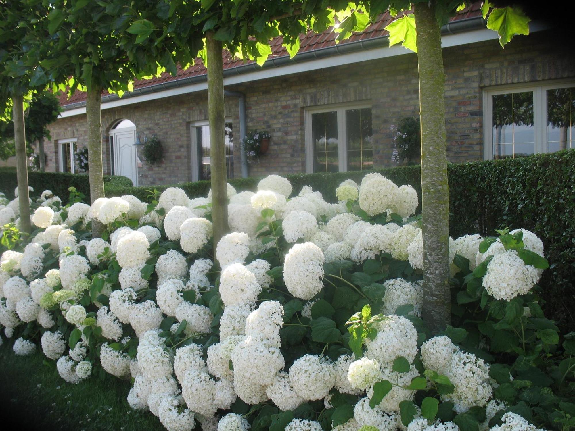 B&B Greenhouse 37 Langemark Экстерьер фото